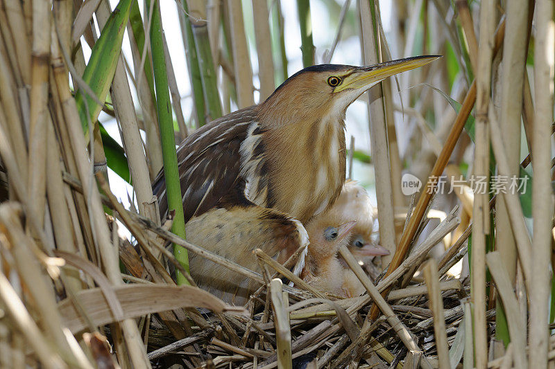 母巢小麻鳽(Ixobrychus minutus)